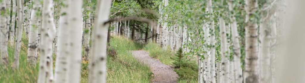 A tranquil path winds through an aspen grove, symbolizing the personal journey of recovery and the safe, supportive environment provided by trauma-informed care for mental health.