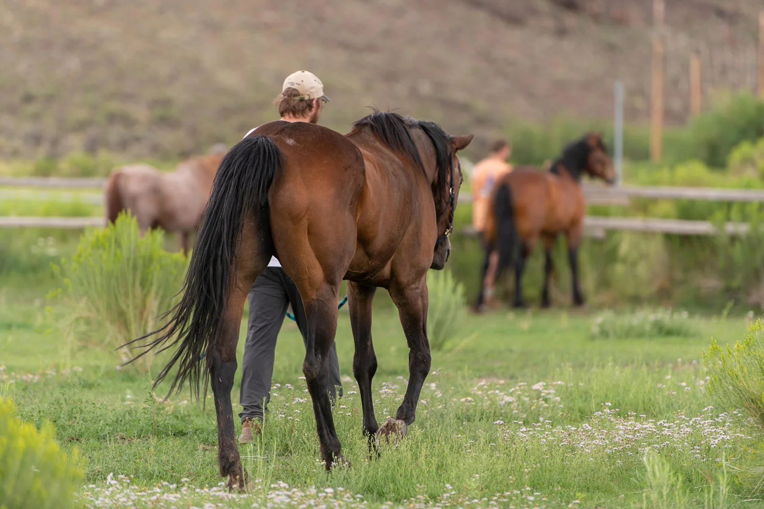 A person engages in holistic healing by leading a horse through a green pasture, an equine therapy practice that fosters trust, mindfulness, and a restorative connection with nature for mental wellness.