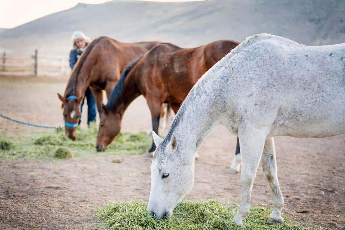Horses graze peacefully in the serene, natural environment of our treatment center, where equine-assisted therapy helps clients build trust, find calm, and reconnect with themselves.